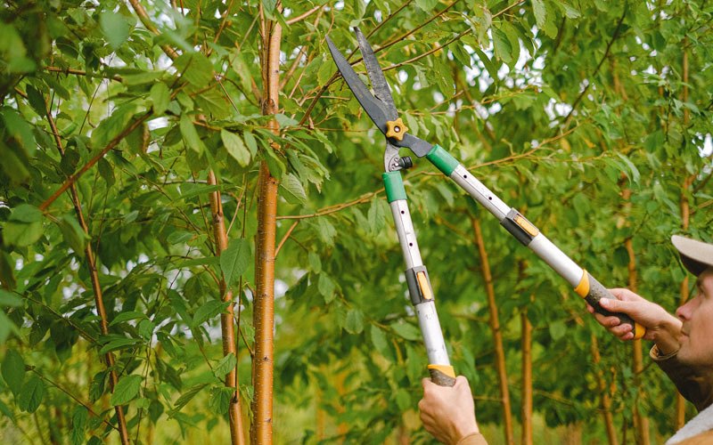 Tree trimming in Orangeville, UT