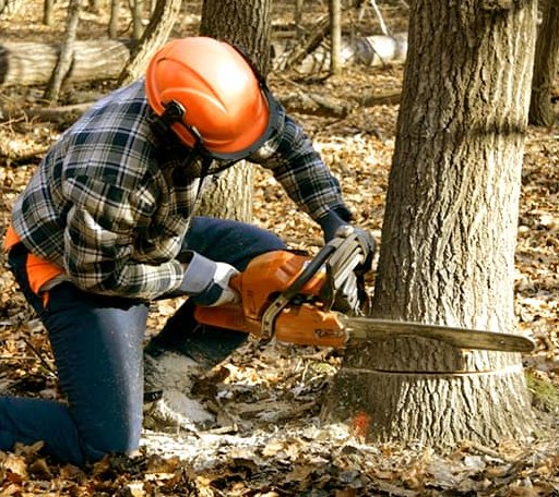 Tree Removal in Orangeville, UT